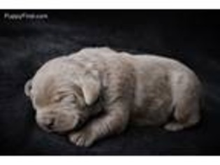 Labrador Retriever Puppy for sale in Lucasville, OH, USA