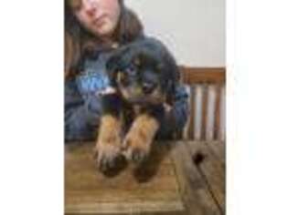 Rottweiler Puppy for sale in Preston, CT, USA
