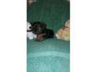 Yorkshire Terrier Puppy for sale in Buena Vista, GA, USA