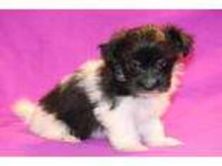 Havanese Puppy for sale in Canton, TX, USA