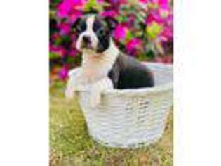 Boston Terrier Puppy for sale in Charleston, SC, USA