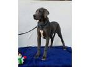 Great Dane Puppy for sale in Thayer, IA, USA