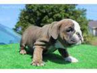 Bulldog Puppy for sale in Deltona, FL, USA