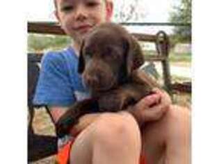 Labrador Retriever Puppy for sale in Bandera, TX, USA