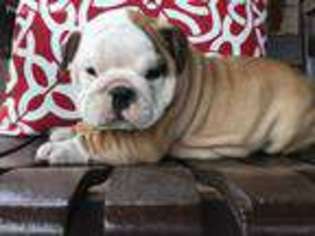 Bulldog Puppy for sale in Reinholds, PA, USA