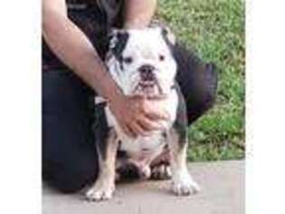 Bulldog Puppy for sale in Wesley Chapel, FL, USA