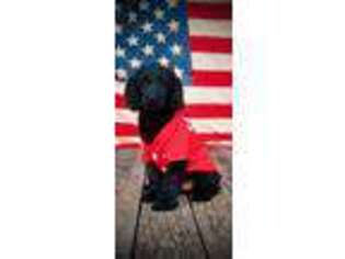 Labradoodle Puppy for sale in Cisco, TX, USA