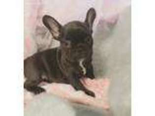 French Bulldog Puppy for sale in Rockport, IL, USA
