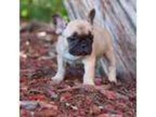French Bulldog Puppy for sale in San Angelo, TX, USA
