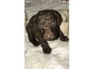 Goldendoodle Puppy for sale in Loxahatchee, FL, USA