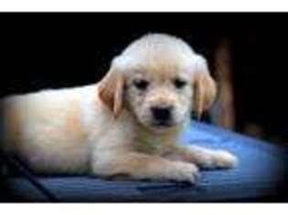 Golden Retriever Puppy for sale in Penhook, VA, USA