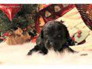 Labradoodle Puppy for sale in Edgewood, TX, USA