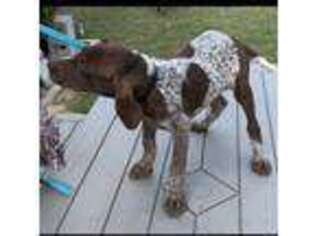 German Shorthaired Pointer Puppy for sale in Aynor, SC, USA