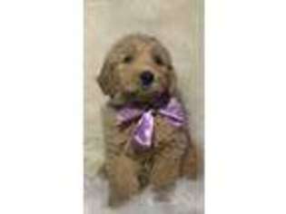 Goldendoodle Puppy for sale in Moses Lake, WA, USA