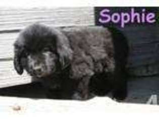 Newfoundland Puppy for sale in OXFORD, NE, USA
