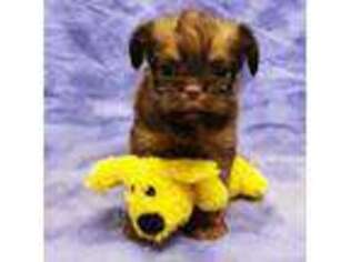 Brussels Griffon Puppy for sale in Troy, MI, USA
