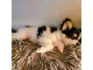 Papillon Puppy for sale in Denver, CO, USA