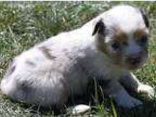 Miniature Australian Shepherd Puppy for sale in Toledo, WA, USA