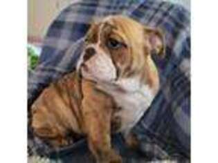 Bulldog Puppy for sale in Dorchester, WI, USA