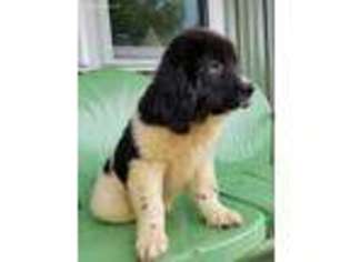 Newfoundland Puppy for sale in Middlebury, IN, USA