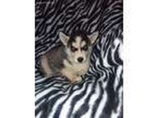 Siberian Husky Puppy for sale in Gentry, AR, USA