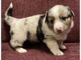 Cardigan Welsh Corgi Puppy for sale in Henderson, TX, USA