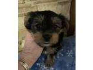 Mutt Puppy for sale in Buhl, ID, USA