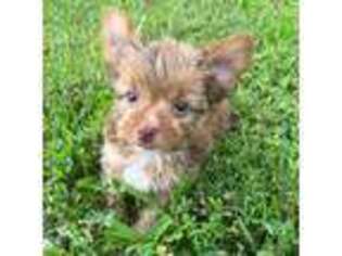 Yorkshire Terrier Puppy for sale in Atlanta, GA, USA