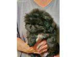 Pekingese Puppy for sale in Dodd City, TX, USA