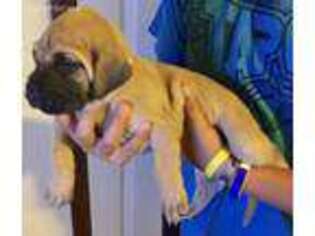 Great Dane Puppy for sale in Manhattan, KS, USA