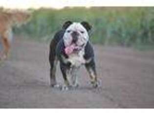 Bulldog Puppy for sale in Gruver, TX, USA