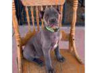 Cane Corso Puppy for sale in Stevinson, CA, USA