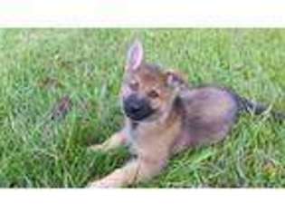 German Shepherd Dog Puppy for sale in Lewisberry, PA, USA