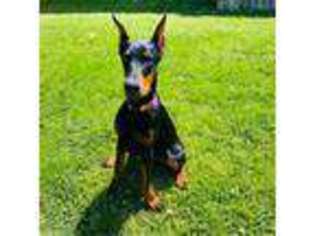 Doberman Pinscher Puppy for sale in Pearl, MS, USA