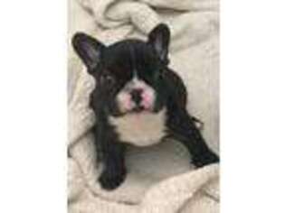 French Bulldog Puppy for sale in Bishop, CA, USA