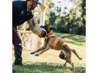 Belgian Malinois Puppy for sale in Naples, FL, USA