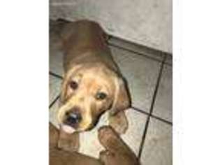 Labrador Retriever Puppy for sale in Rincon, GA, USA