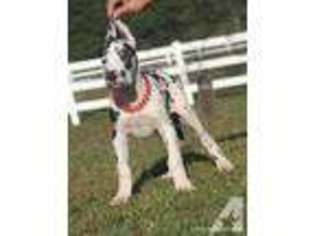 Great Dane Puppy for sale in OPP, AL, USA