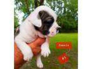 Olde English Bulldogge Puppy for sale in Bay Saint Louis, MS, USA