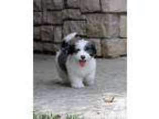 Havanese Puppy for sale in COLUMBIA, MO, USA