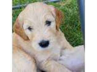Goldendoodle Puppy for sale in Muskego, WI, USA