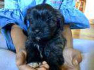 Havanese Puppy for sale in Independence, IA, USA