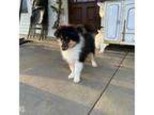 Collie Puppy for sale in Stone Creek, OH, USA