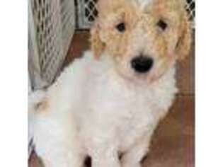 Goldendoodle Puppy for sale in Windsor, NY, USA