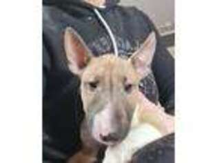 Bull Terrier Puppy for sale in Keene, NH, USA