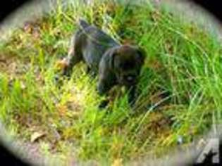 Cane Corso Puppy for sale in TAR HEEL, NC, USA