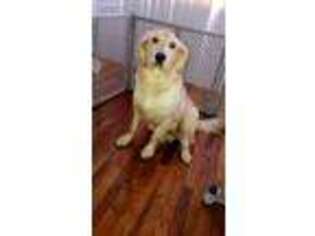 Golden Retriever Puppy for sale in West Orange, NJ, USA