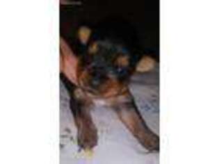 Yorkshire Terrier Puppy for sale in Florence, VT, USA