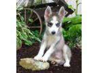 Siberian Husky Puppy for sale in New Holland, PA, USA