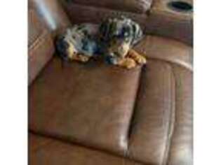 Dachshund Puppy for sale in Anaheim, CA, USA